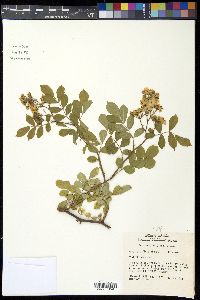 Rosa multiflora image