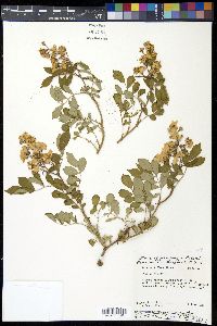 Rosa multiflora image