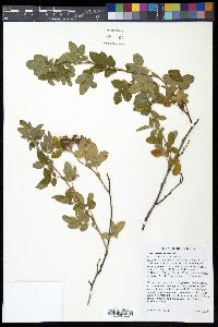 Rosa pisocarpa image
