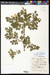 Rosa woodsii var. woodsii image