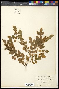 Rosa luciae image
