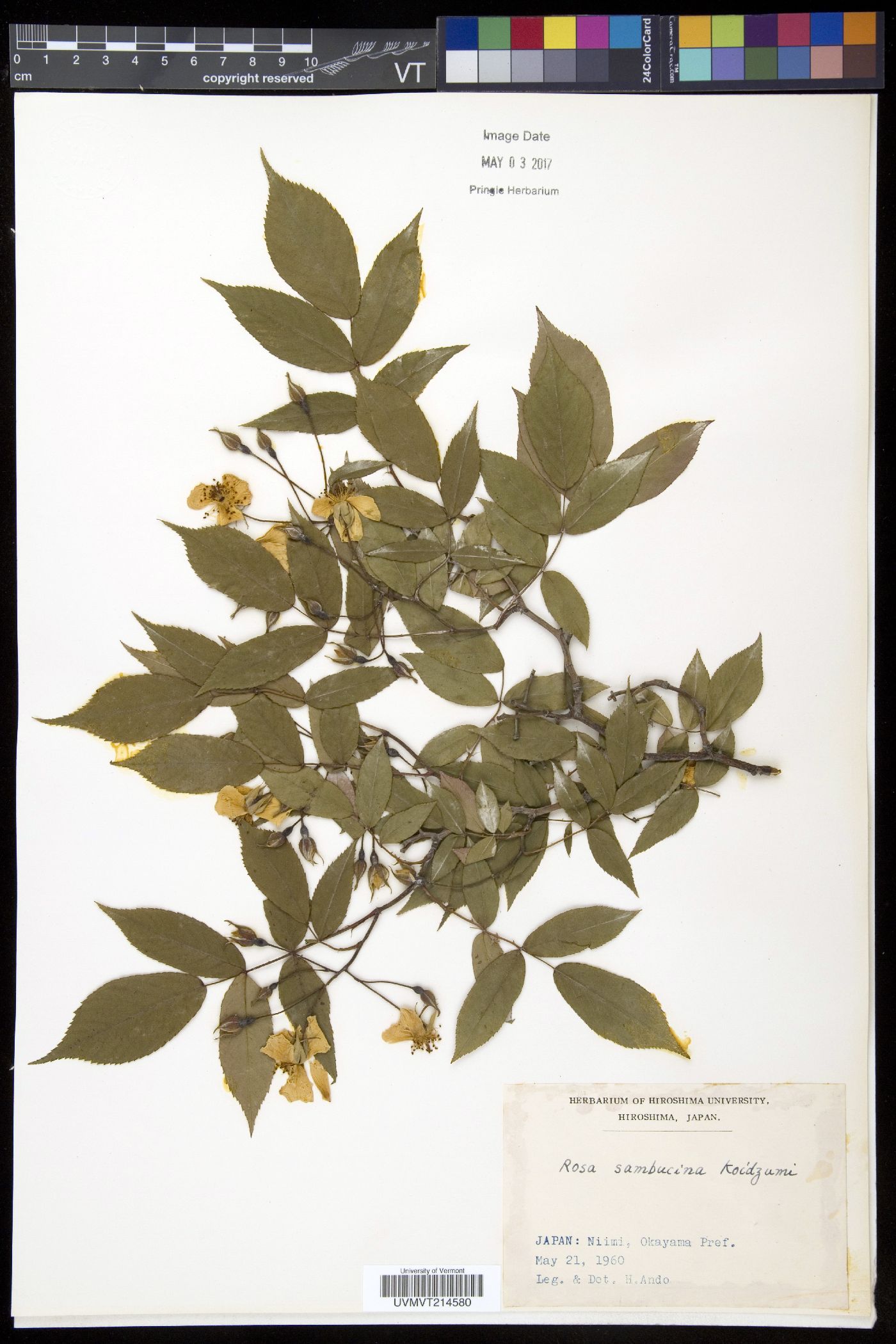 Rosa sambucina image