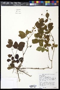 Rubus hispidus image