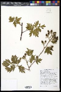 Rubus laciniatus image
