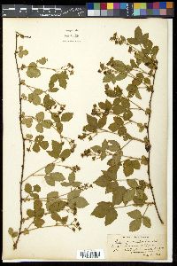 Rubus permixtus image