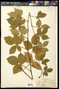 Rubus permixtus image