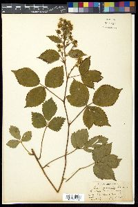 Rubus permixtus image