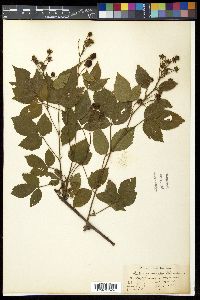 Rubus permixtus image