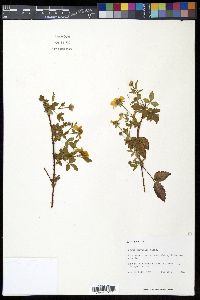 Rubus trivialis image