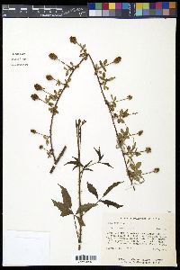 Rubus trivialis image