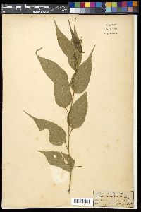 Rubus acuminatus image