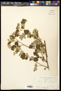 Rubus parvifolius image