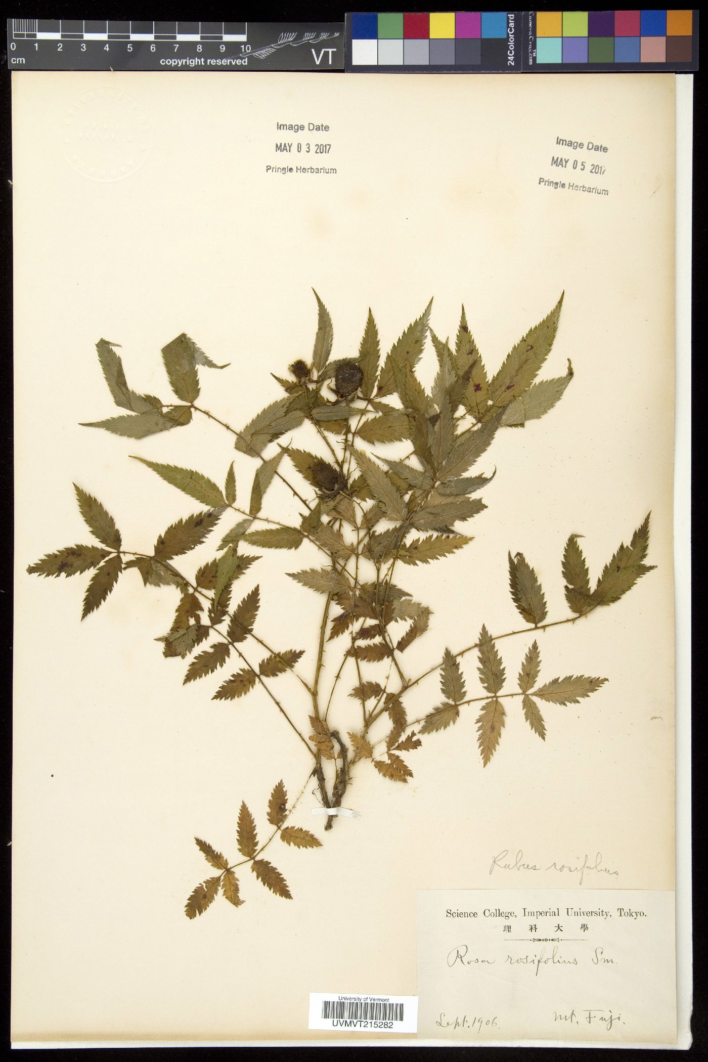 Rubus rosifolius image