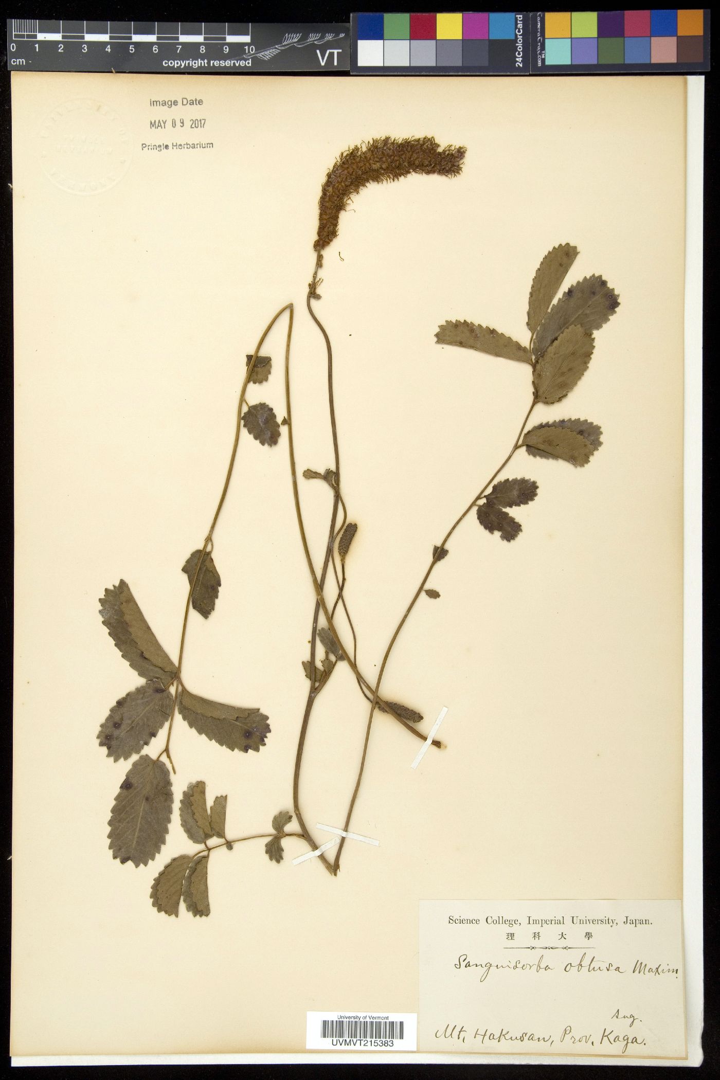 Sanguisorba obtusa image