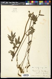 Sanguisorba tenuifolia image