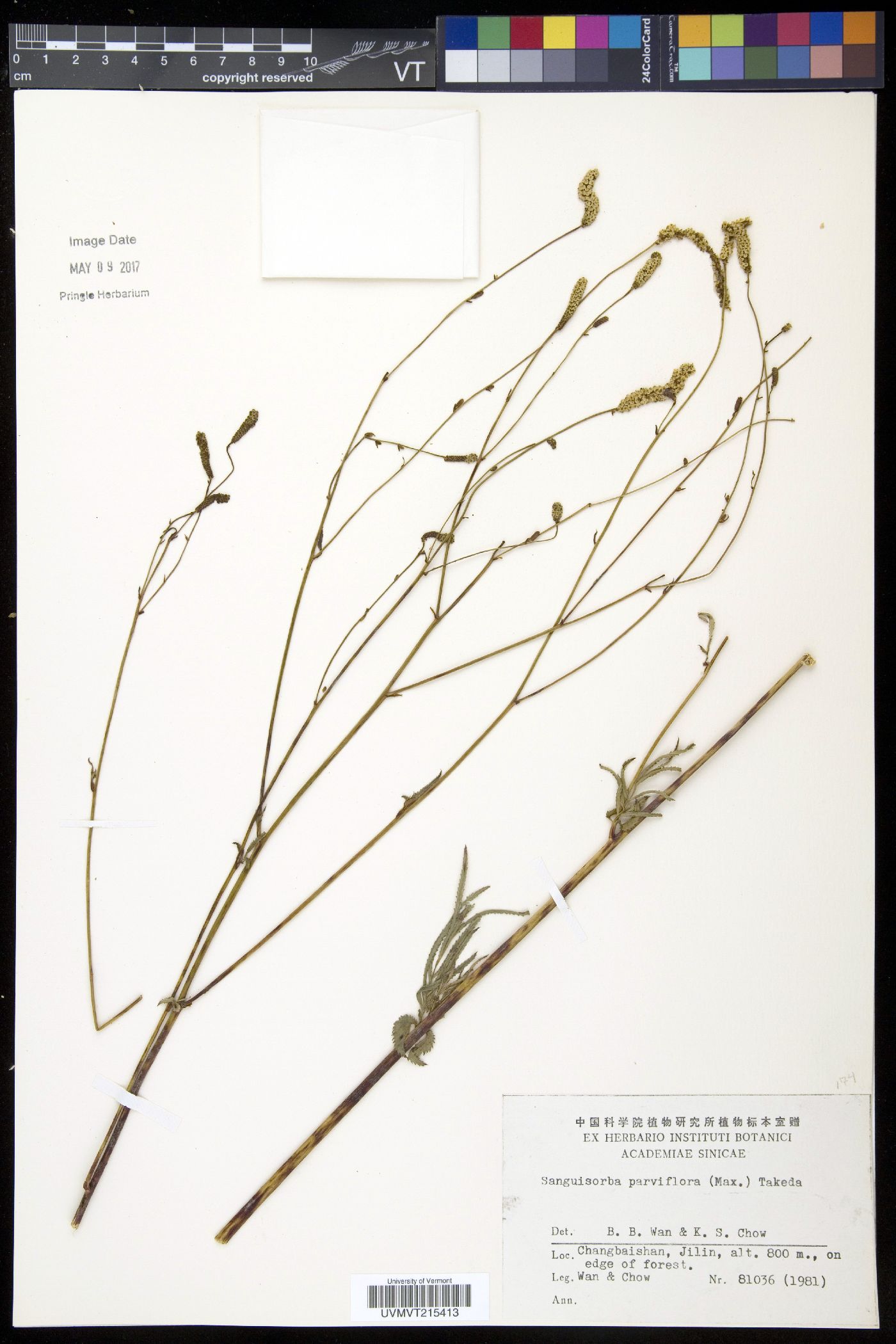 Poterium tenuifolium image