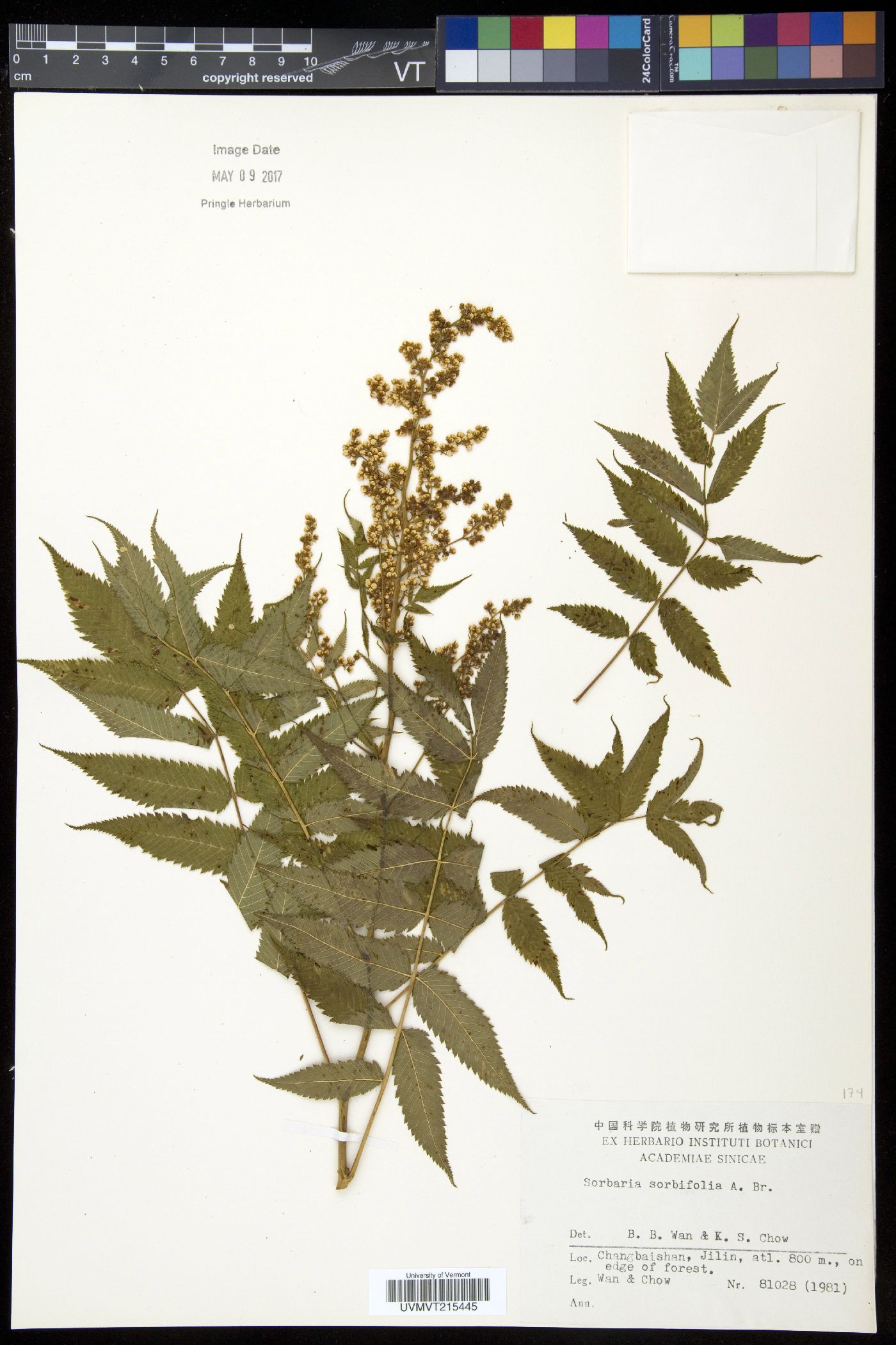 Sorbaria sorbifolia image