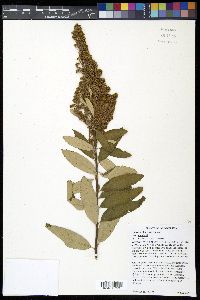 Spiraea douglasii image