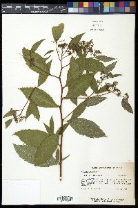 Spiraea japonica image