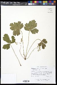 Waldsteinia fragarioides image