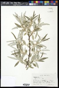 Elaeagnus angustifolia image