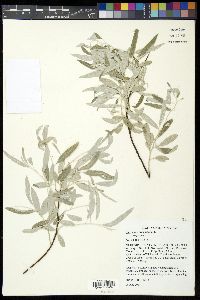 Elaeagnus angustifolia image