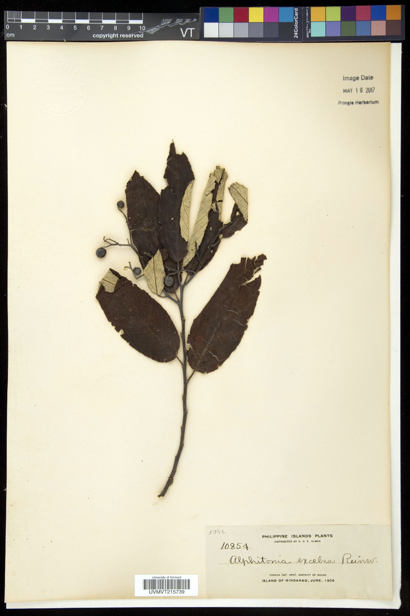 Alphitonia excelsa image