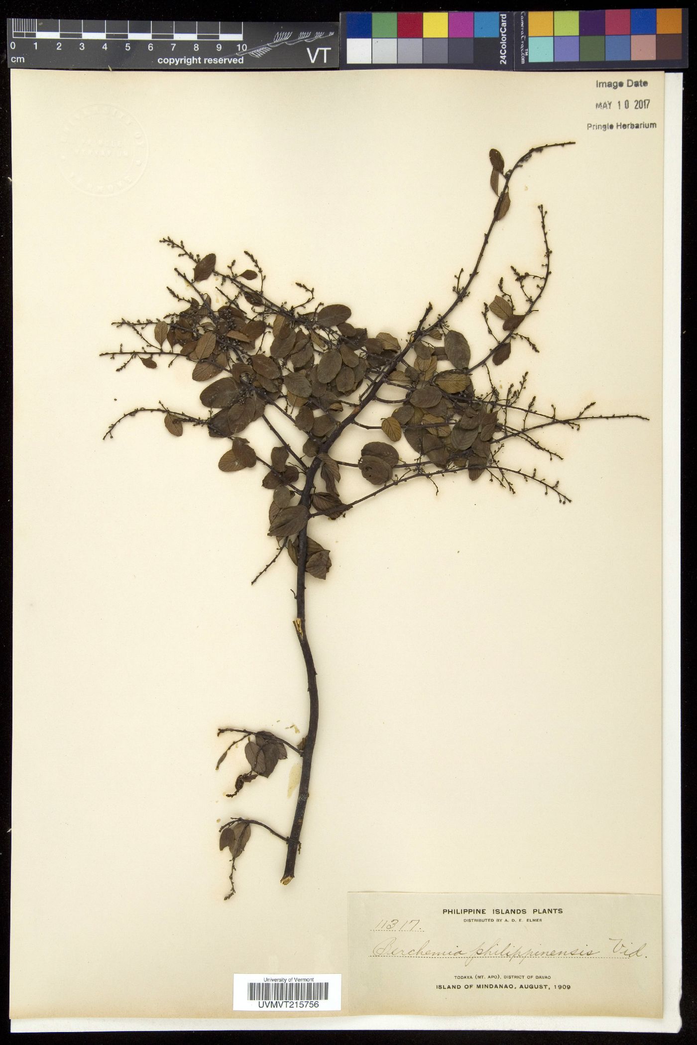 Berchemia philippinensis image