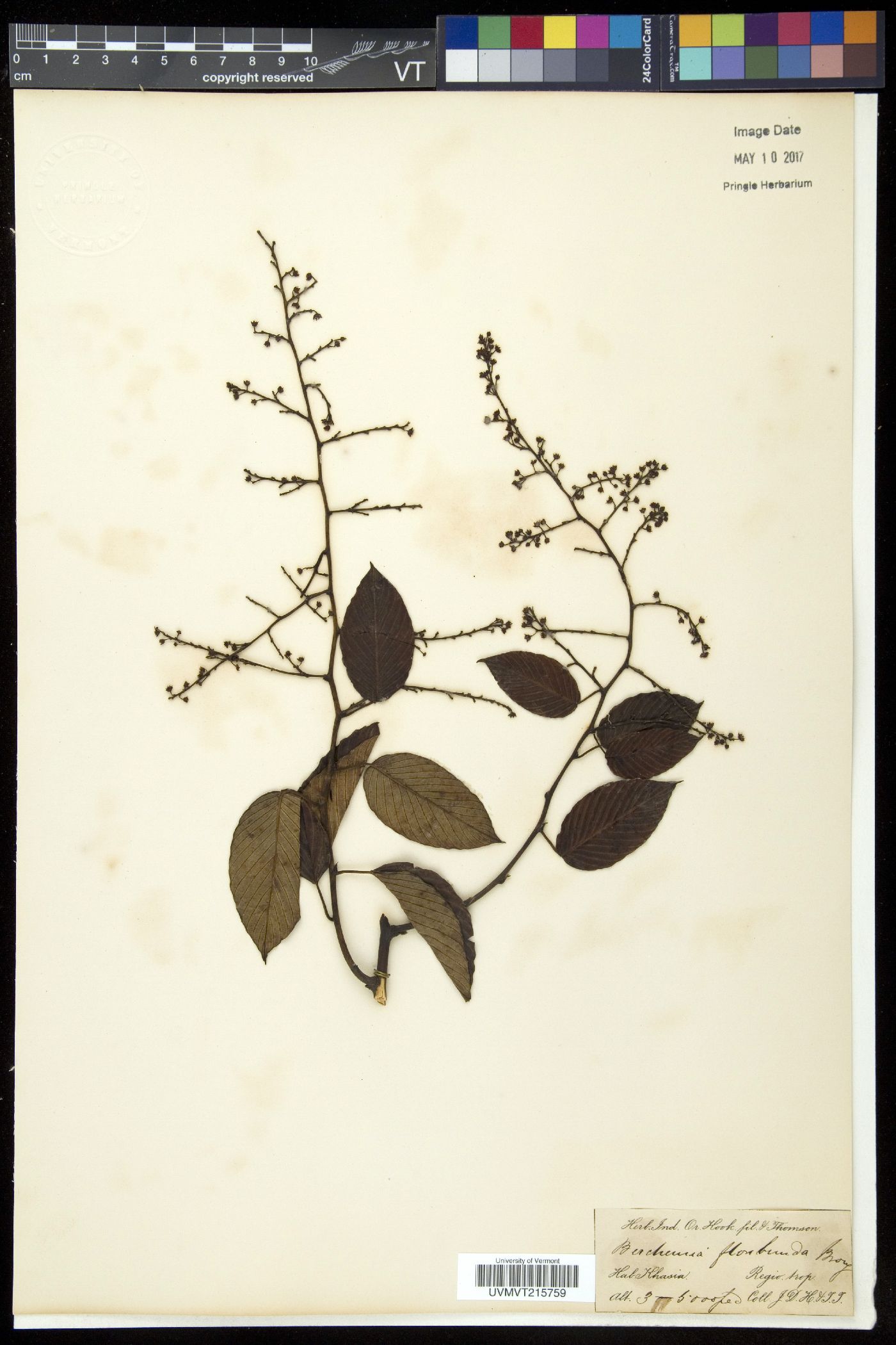 Berchemia floribunda image