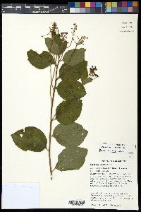 Ceanothus americanus var. pitcheri image