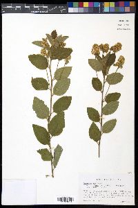 Ceanothus americanus var. pitcheri image