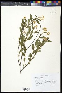 Ceanothus herbaceus image