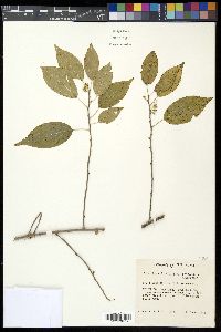 Colubrina elliptica image