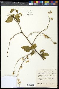 Colubrina asiatica image