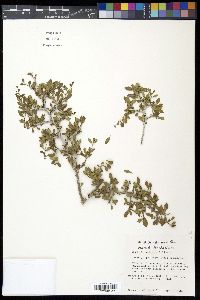 Condalia hookeri image