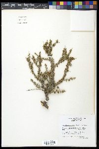 Condalia ericoides image