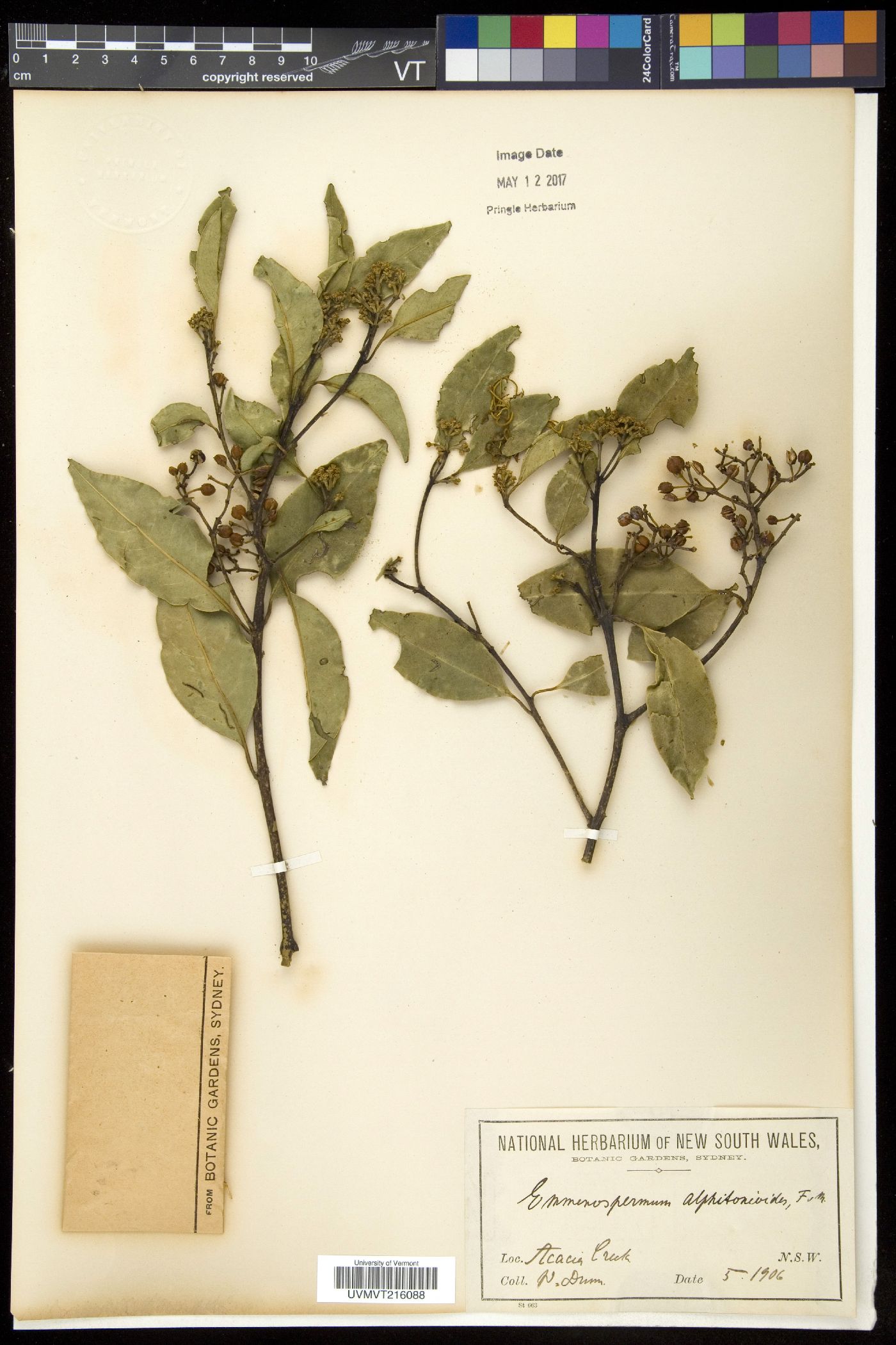 Emmenospermum image