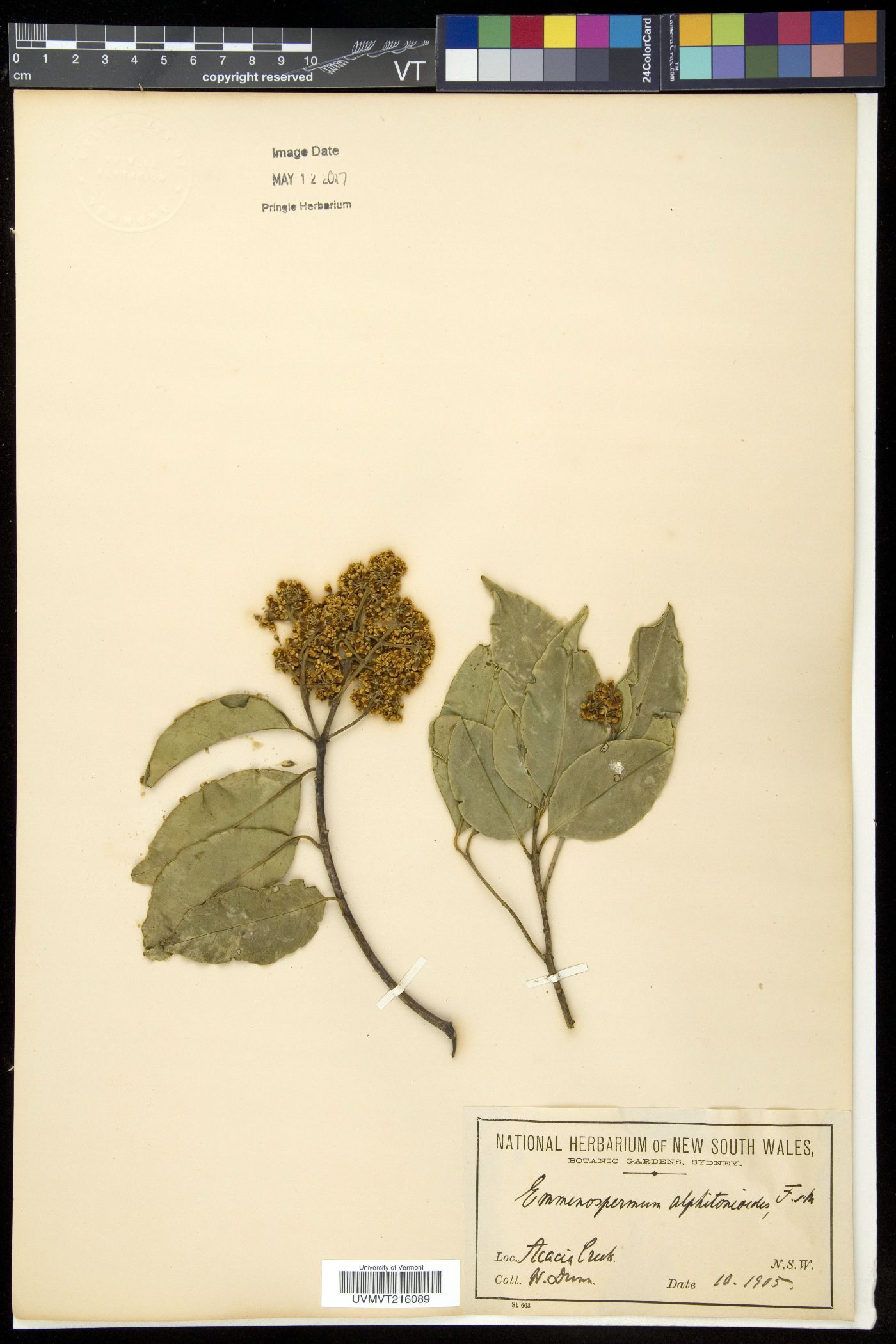 Emmenospermum image