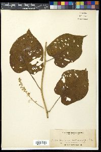 Gouania microcarpa image