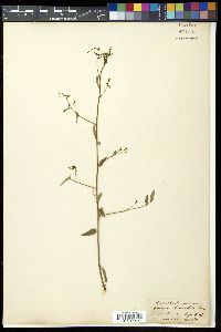 Helinus lanceolatus image