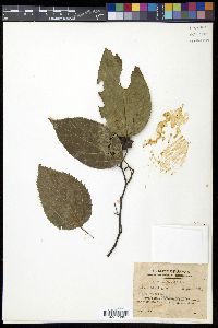 Hovenia dulcis image