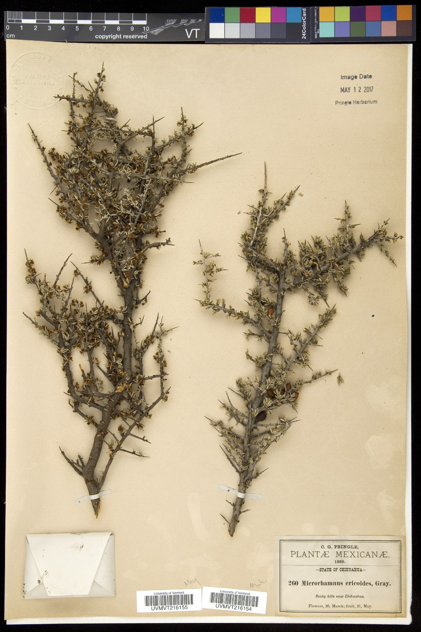 Microrhamnus image