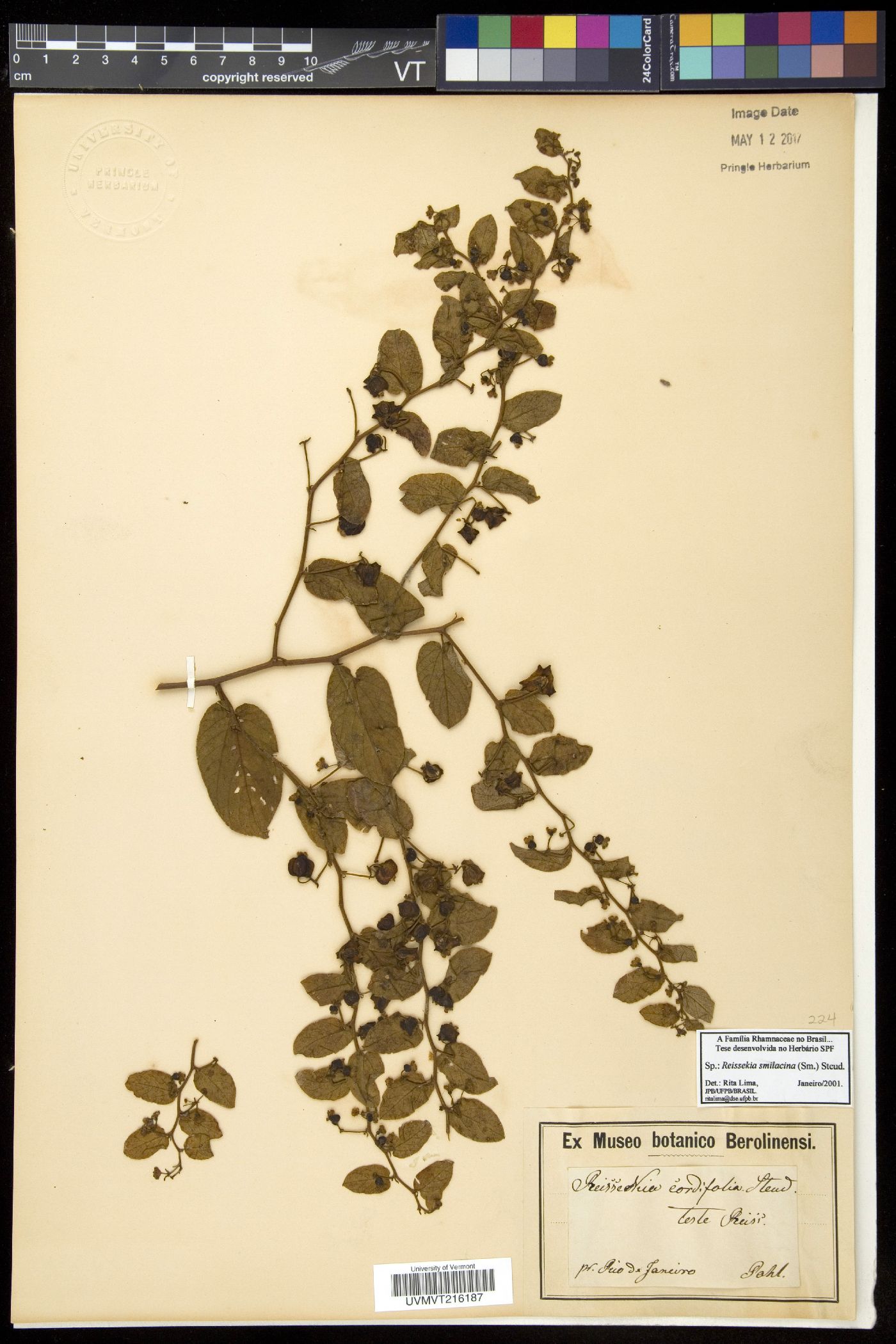 Reissekia image