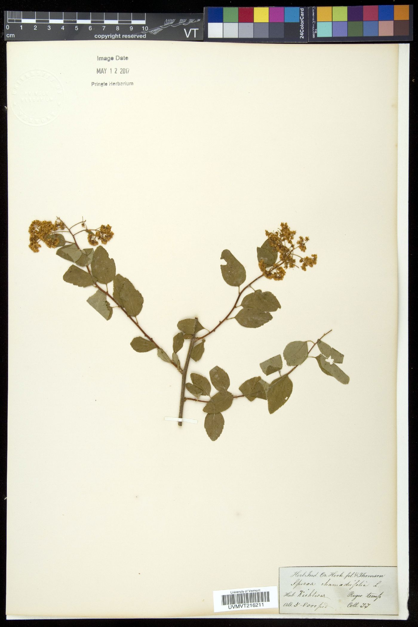 Spiraea chamaedrifolia image