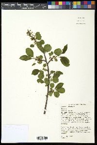 Rhamnus cathartica image
