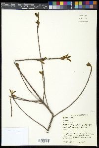 Frangula alnus image