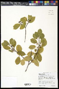 Frangula alnus image
