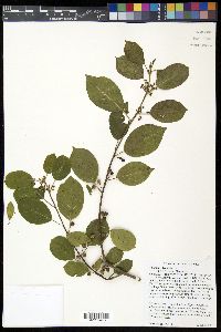 Frangula alnus image
