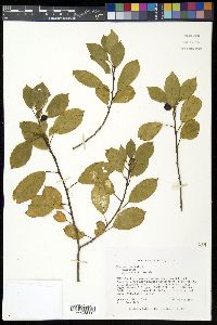 Frangula alnus image