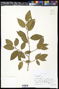 Rhamnus lanceolata image